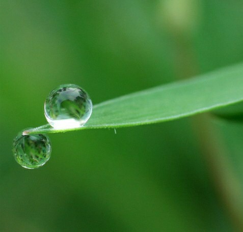 清晨的露珠作文150字