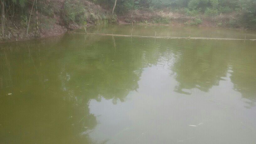 环境保护建议书作文600字