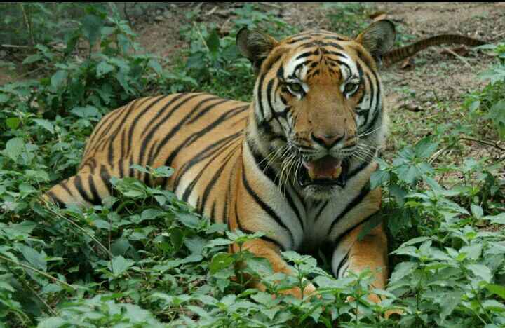 最后的中国虎-黄爪作文1500字