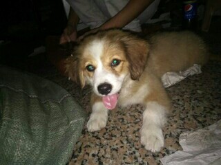 �ɰ���С������500��