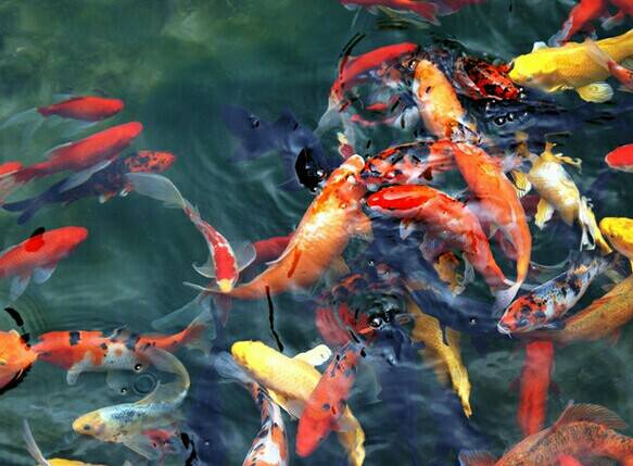 美丽的宋河山庄作文1200字