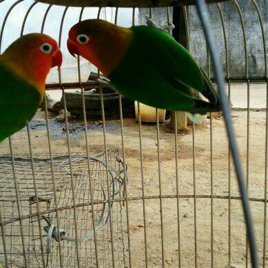 �Ҽҵ���������450��