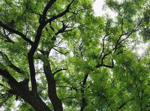 �ϻ�������1500��