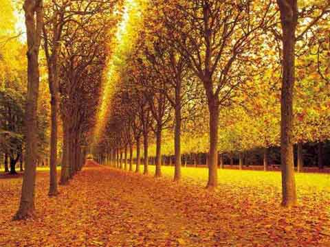 �ﾰͼ����650��