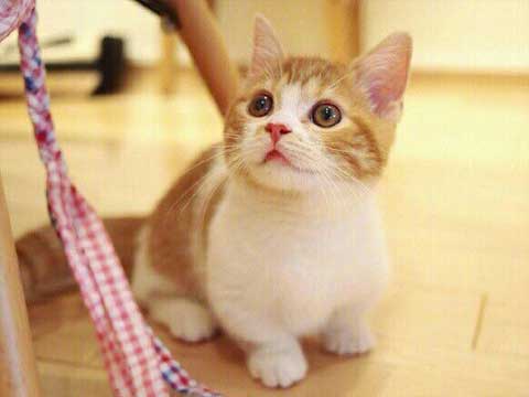 ��è����900��