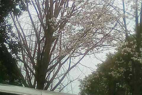 ��Ը����1200��