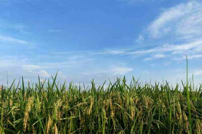 我拥有一只桶作文900字