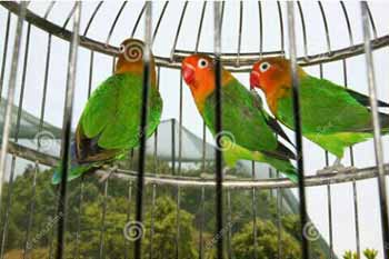 �������е���������100��