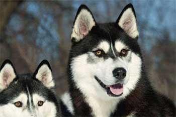 ӵ�в����ľ���-������1500��