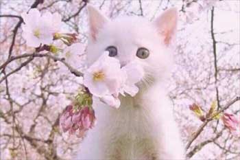 �Ŀ���ɰ����1500��