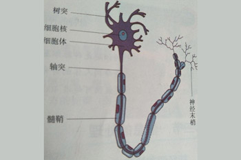 神经元的自述作文550字