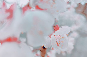 短篇故事:楚楚向阳开