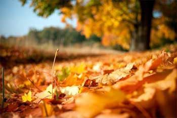 落叶归根作文550字