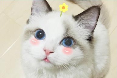 ��żè����500��