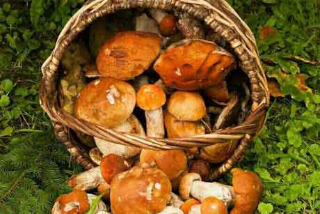 乡野时光闲趣--采蘑菇
