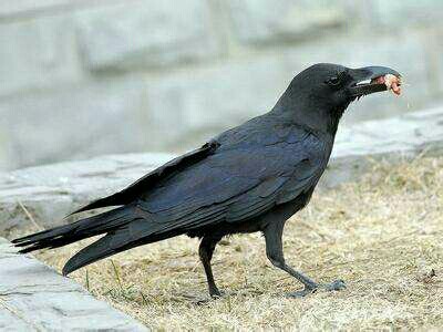 恐怖的黑乌鸦
